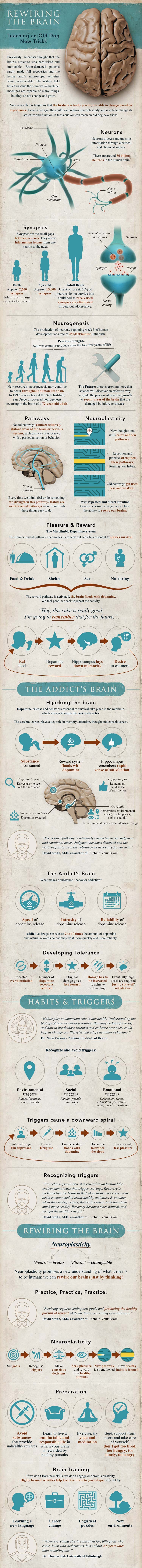 Rewiring the Brain Infographic